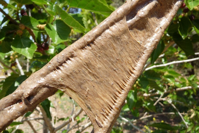 Limesticks are coated with a thick plum juice in Cyprus