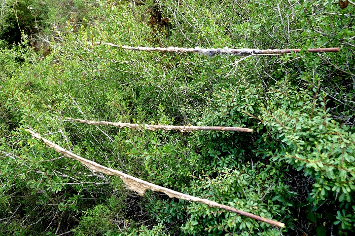 bacchette di vischio in un impianto di trappolaggio a Cipro