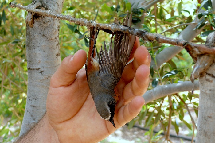 Unlucky to lucky: This garden redstart could be saved