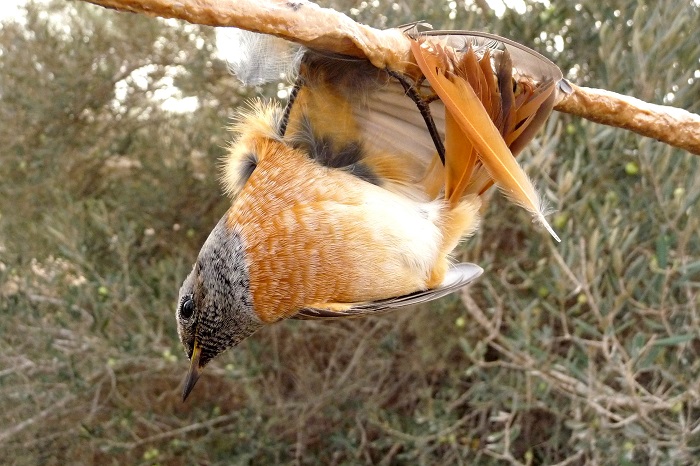 Redstart on a limestick