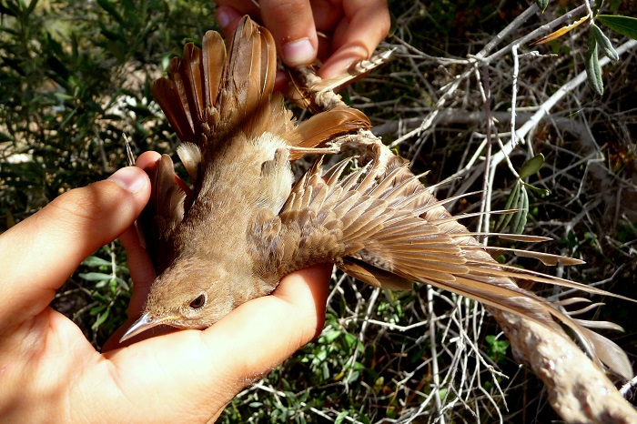 Liberation of a nightingale from a limestick