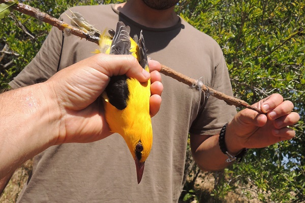 Limestick with caught Golden Oriole on Cyprus - a so called ´traditional hunting method`