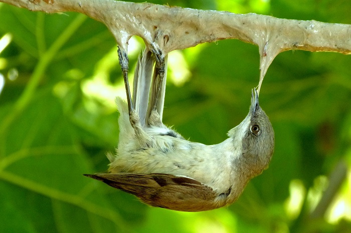 Una bigiarella catturata in una bacchetta di vischio