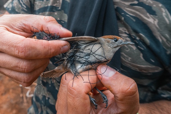 Befreiung einer Mönchsgrasmücke aus einem illegalen Fangnetz auf Zypern