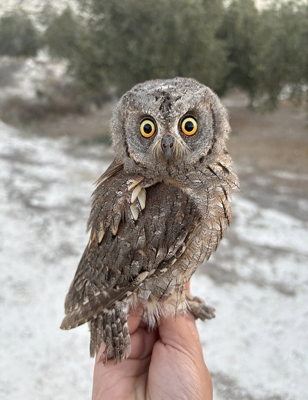 Diese Zypern-Zwergohreule hatte Glück im Unglück - sie konnte unbeschadet aus einem Fangnetz befreit werden.