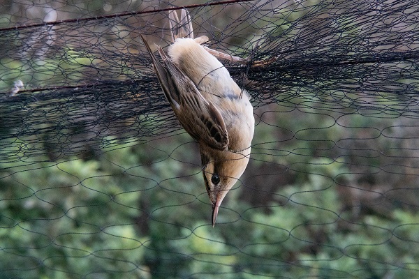 Sedge warbler in a mist net