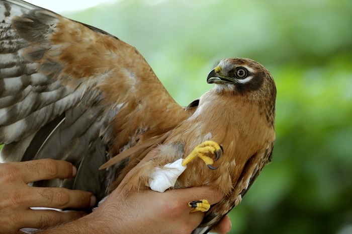 Shot montagu's harrier found by committee members