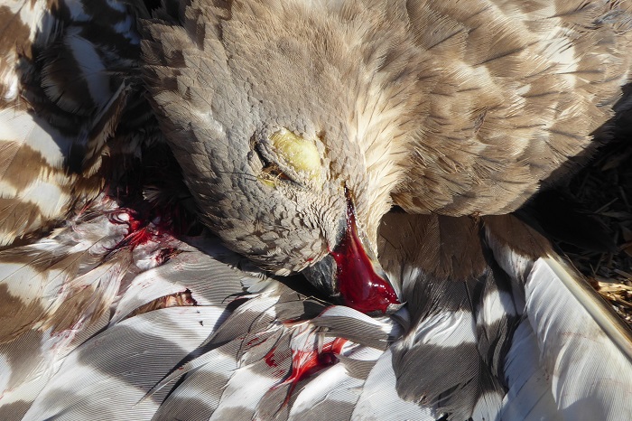 Falco pecchiaiolo sparato in Libano