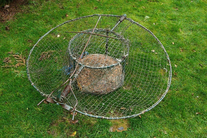 Illegal Goshawk trap