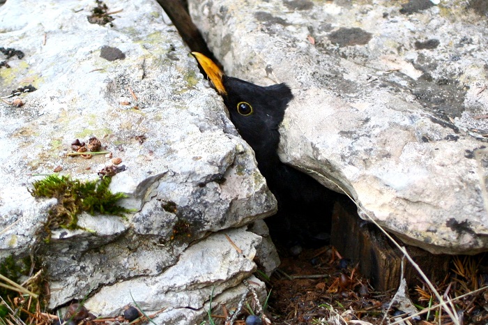 No escape: Blackbird, buried alive under a limestone slab
