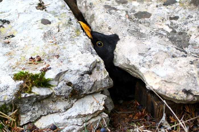 Kein entrinnen: Amsel, lebendig begraben unter einer Kalksteinplatte