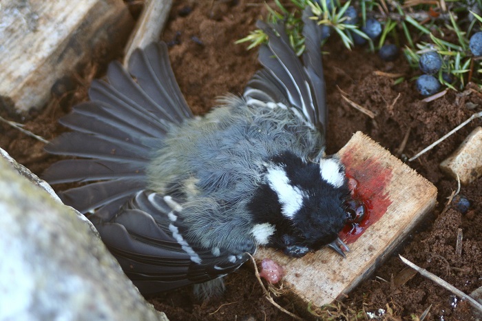 Auch geschützte Vogelarten enden in den Steinquetschfallen - hier eine Tannenmeise 