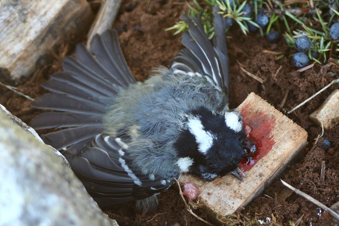 Auch geschützte Vogelarten enden in den Steinquetschfallen - hier eine Tannenmeise