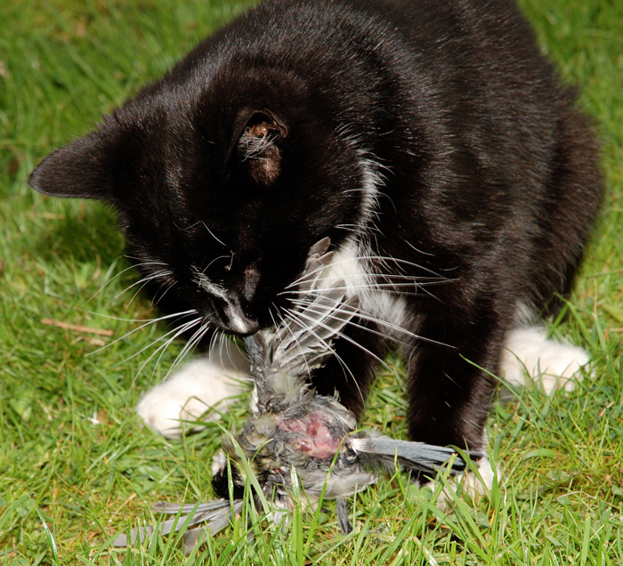 Gatto che ha appena ucciso una cinciallegra / © Dr. Relling - wikicommons