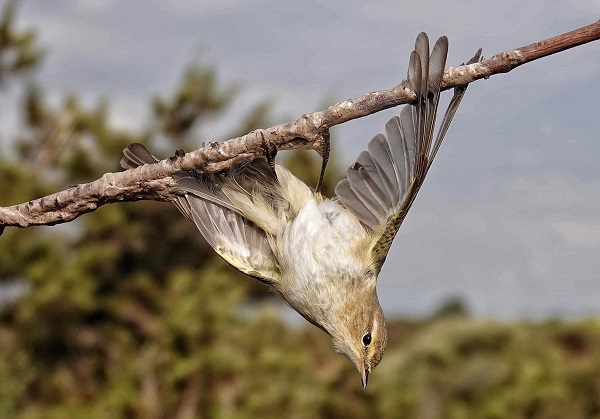 Berglaubsänger, gefangen auf einer Leimrute