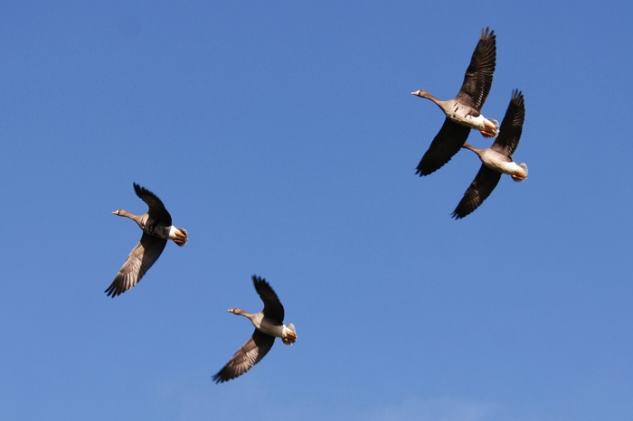 Wildfowl such as geese are popular hunting prey in the lowlands of northern Germany.