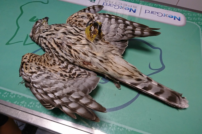 Post mortem of a shot Goshawk