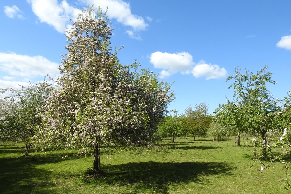 Vom Komitee angelegte Obstwiese an der Schwentine