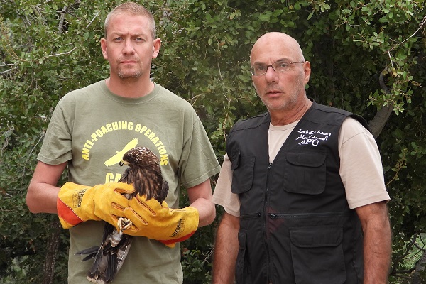 Im Libanon von unsren Bird Guards gefundener angeschossener Wespenbussard 