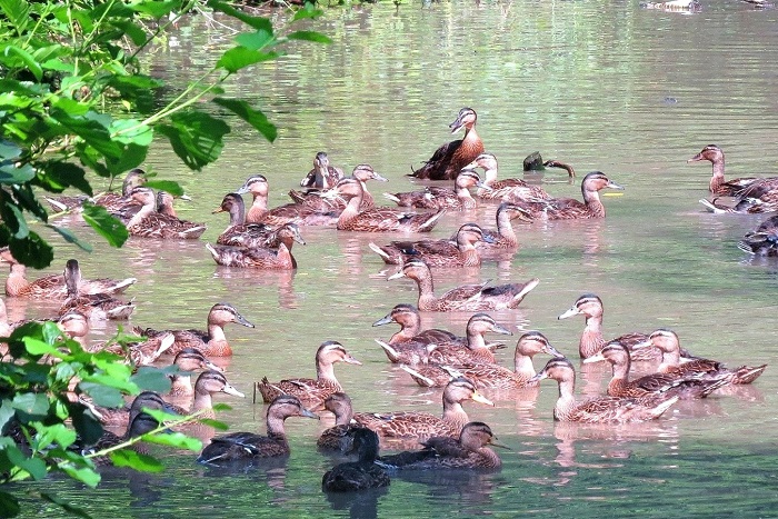 Von Jägern ausgesetzte Hochbrutflugenten auf einem Gewässer am Niederrhein