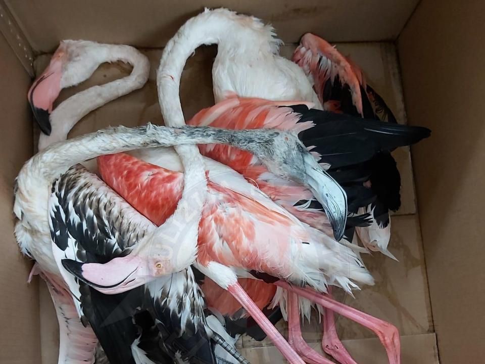 Auf Malta geschossene Flamingos