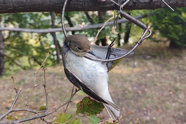 Balia catturata con una trappola vietata nel bresciano