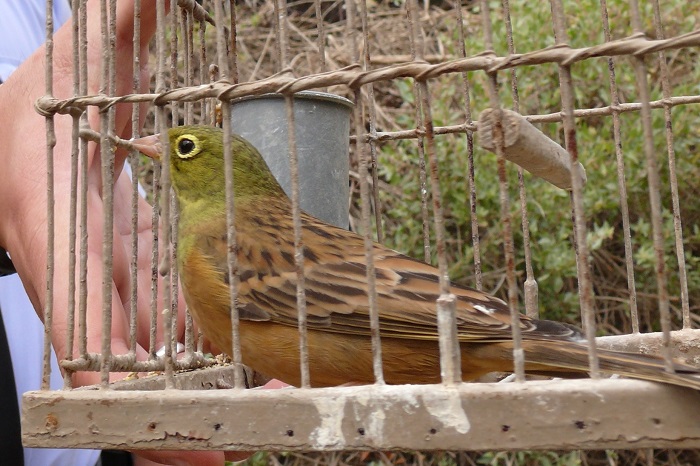 Ortolan used as a live decoy