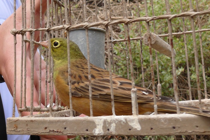 Ortolan als Lockvogel