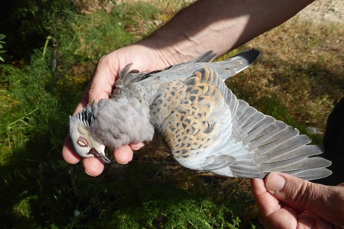 Sought-after hunting prey: Turtle Dove