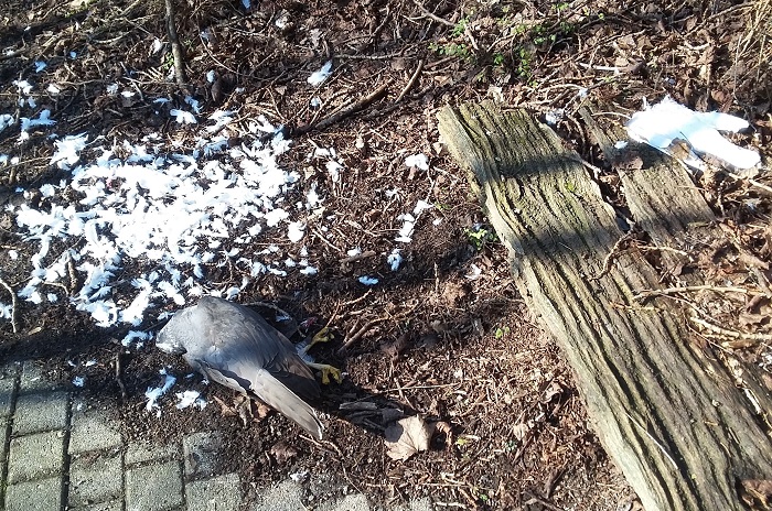 Una tipica situazione di avvelenamento: un rapace (a sinistra) si trova accanto a un piccione usato come esca (a destra)