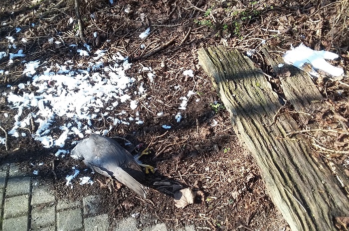 A typical poisoning crime scene: A bird of prey (left) lying next to a bait pigeon (right).