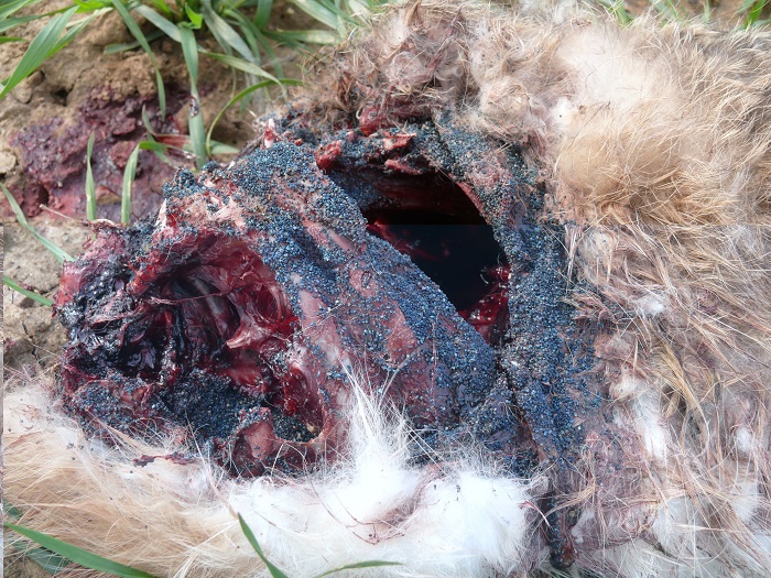 I veleni si presentano spesso sotto forma di granuli bluastri - in questo caso sono stati messi nella carcassa di una lepre