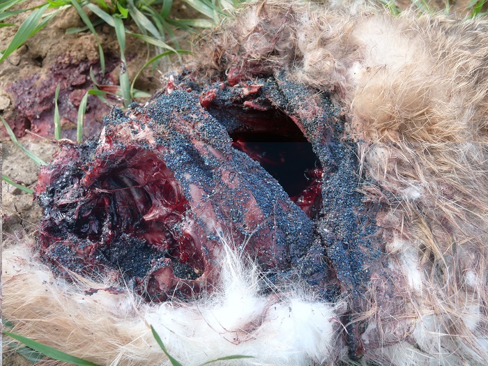 Bluish granules are often present on poison baits - here applied to a dead field hare