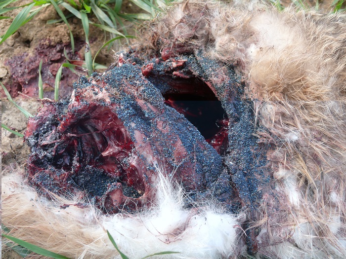 Bluish granules are often present on poison baits - here applied to a dead field hare 