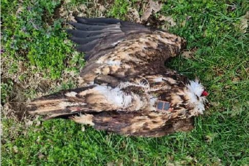 Dem bei Lembeck (Nordrhein-Westfalen) tot aufgefundenen Seeadler fehlten die Beine und der Kopf, zudem wies er eine Schussverletzung auf.