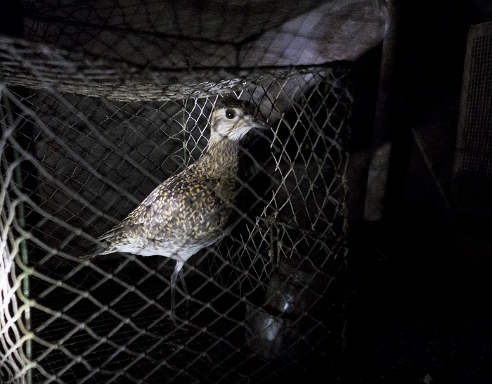 Golden plover as live decoy bird at a trapping site on Malta