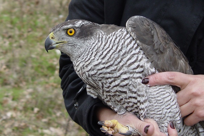 Hawks are coveted by falconers