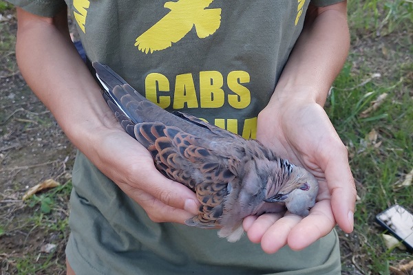 Turtle dove as victim of illegal spring hunting (Zakynthos) 