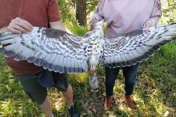 Illegally shot Honey Buzzard