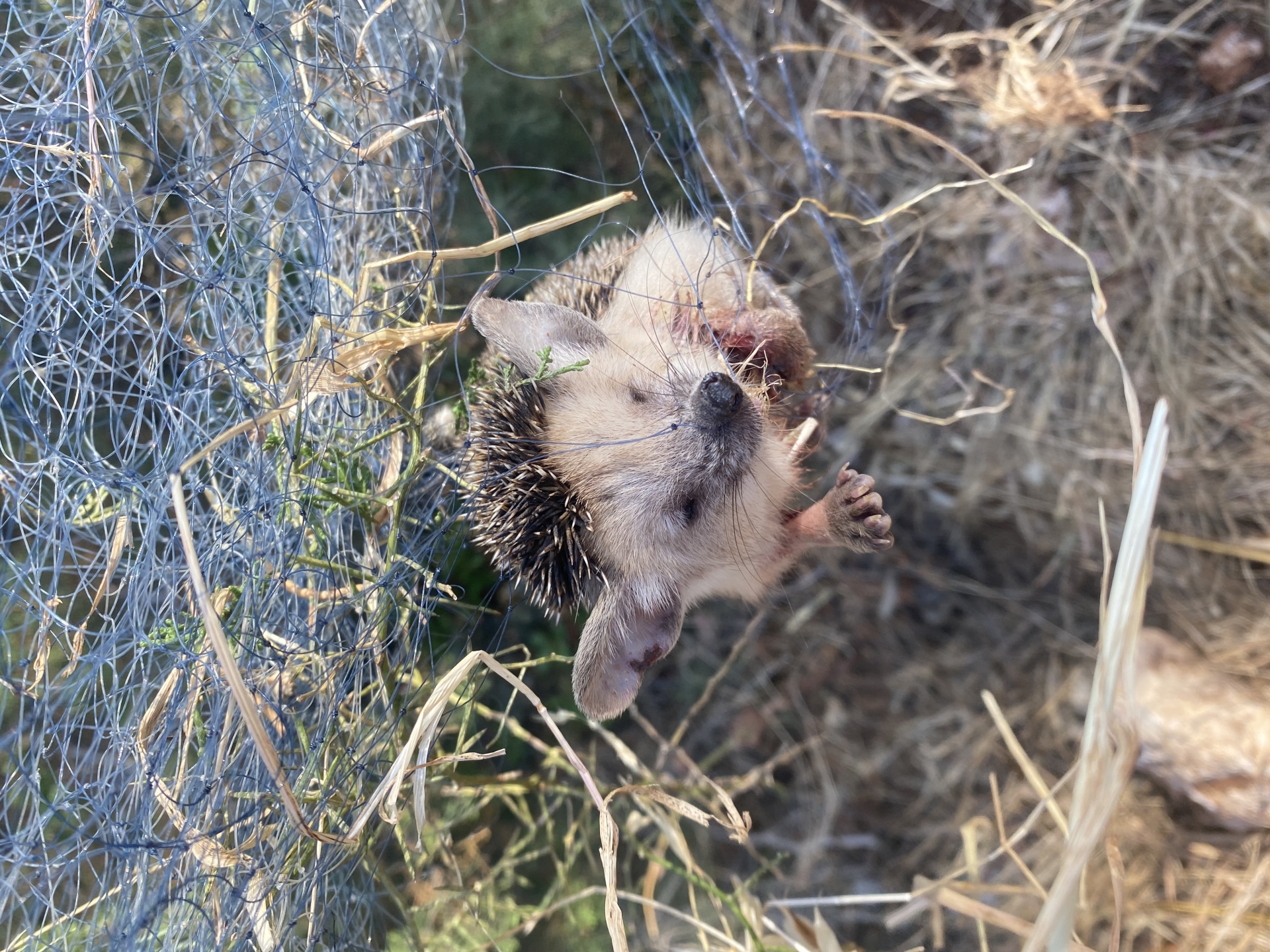 Igel, gefangen in einem Bodennetz auf Zypern im Frühjahr 2022