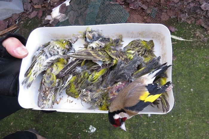 Illegally shot siskins and a goldfinch