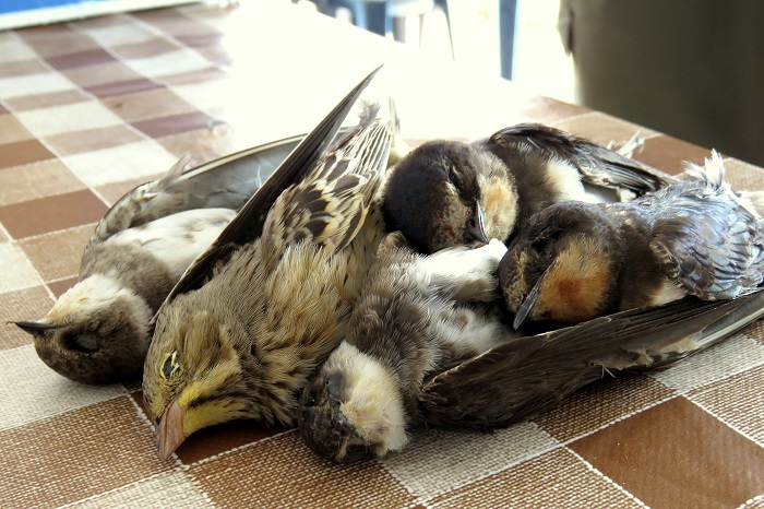 Song birds shot in Lebanon (Ortolan, Sand martins and Swallows)