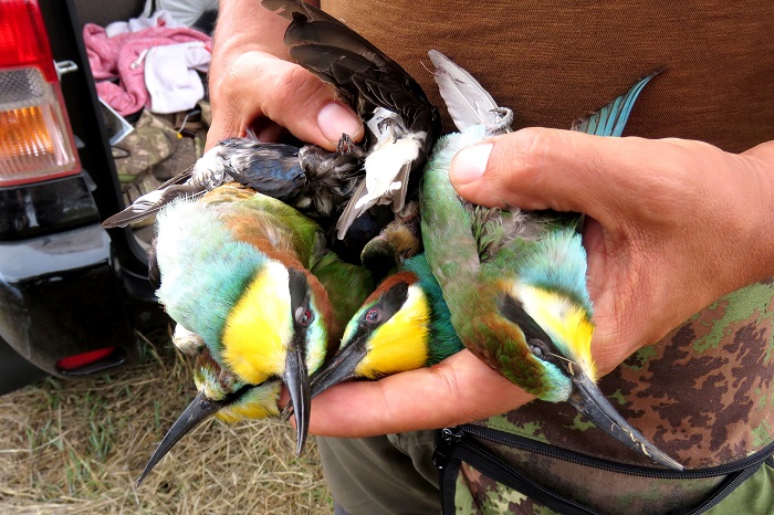 Bee-eaters and swallows seized from a Lebanese hunter