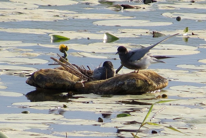 Brood of Black Terns on a CABS nesting raft