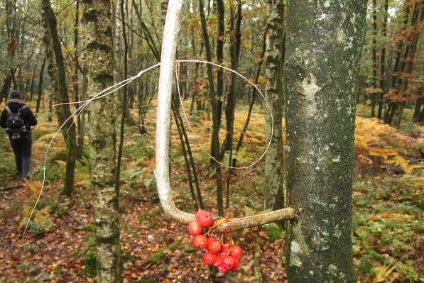 Mit Vogelbeeren beköderte Rosshaarschlinge in den Moorwäldern der Ardennen 