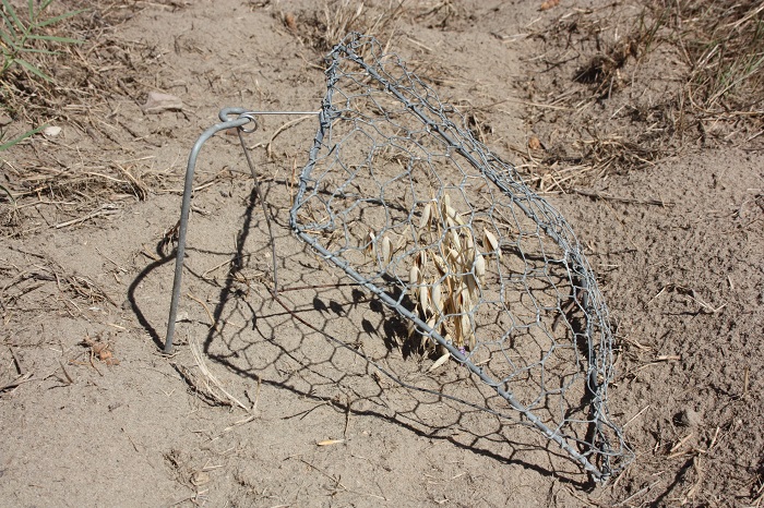 Tipica trappola di ortolano "matoles" nel Sud-Ovest della Francia