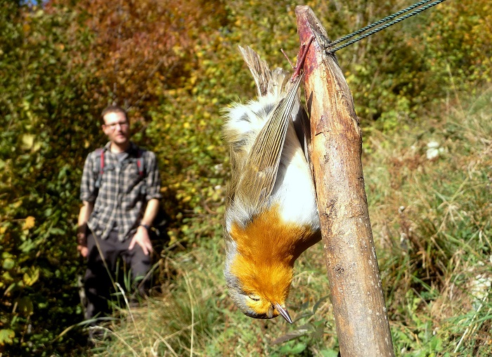 Rotkehlchen in einer Bogenfalle in der Provinz Brescia 