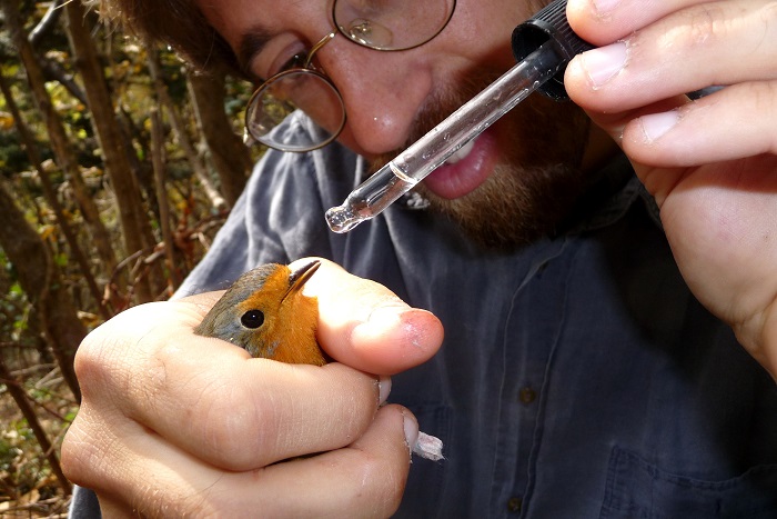 Compassion at work: taking care of a robin rescued from a trap