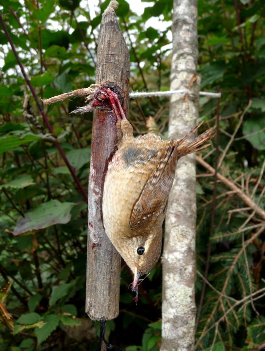 Wren caught in a bow trap