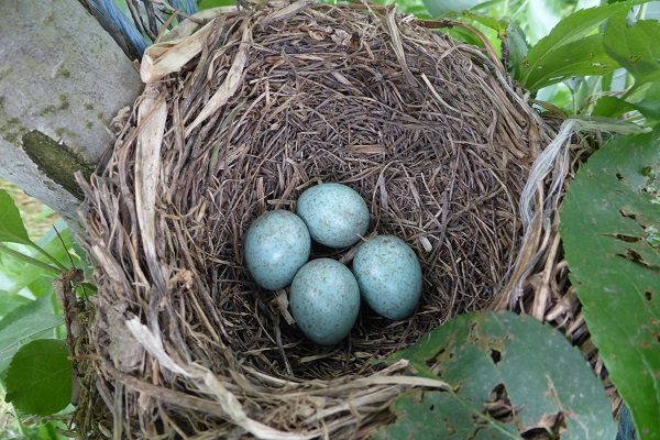 Thrush nest in orchard